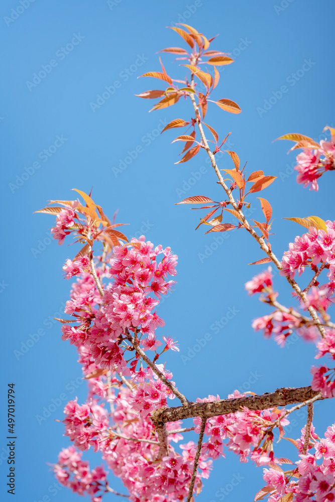 Beauty Pink flower Tree. Low Angle View Of Wild Himalayan Cherry blooming Against Blue Sky. Beauty Pink flower Tree. Low Angle View Of Wild Himalayan Cherry blooming Against Blue Sky.