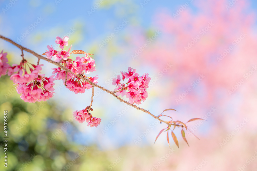 Beauty Pink flower Tree. Low Angle View Of Wild Himalayan Cherry blooming Against Blue Sky. Beauty Pink flower Tree. Low Angle View Of Wild Himalayan Cherry blooming Against Blue Sky.
