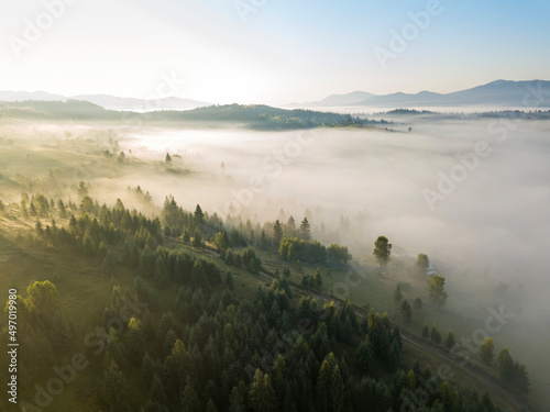 Fototapeta Naklejka Na Ścianę i Meble -  Morning mist in Ukrainian Carpathian mountains. Aerial drone view.