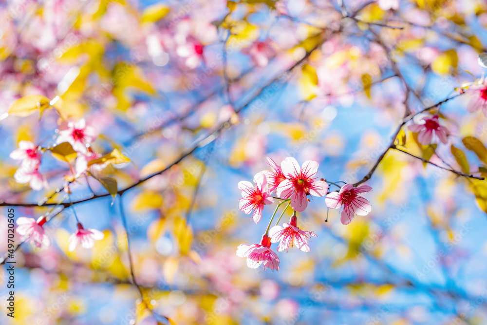 Beauty Pink flower Tree. Low Angle View Of Wild Himalayan Cherry blooming Against Blue Sky. Beauty Pink flower Tree. Low Angle View Of Wild Himalayan Cherry blooming Against Blue Sky.