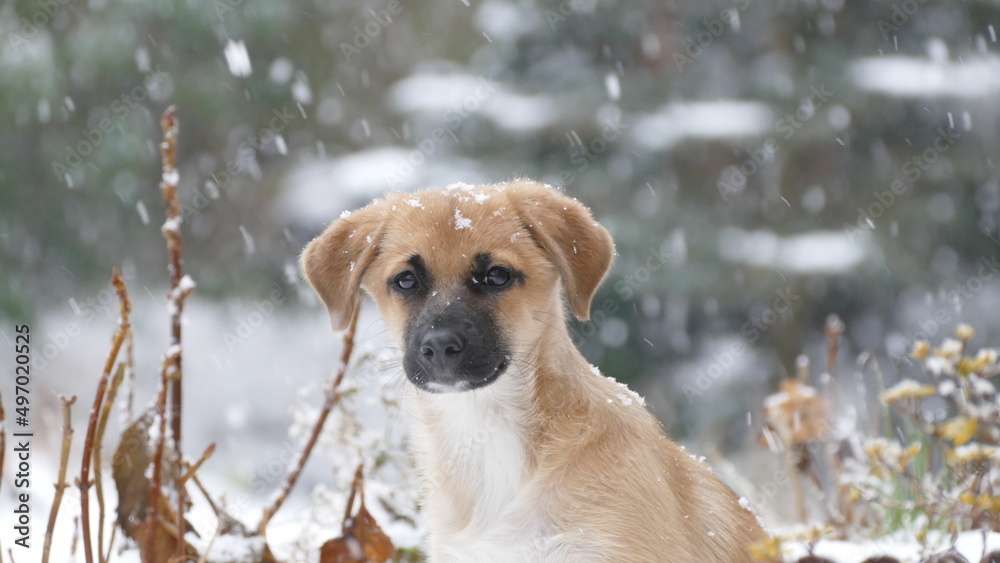 Pies na śniegu - obrazy, fototapety, plakaty 