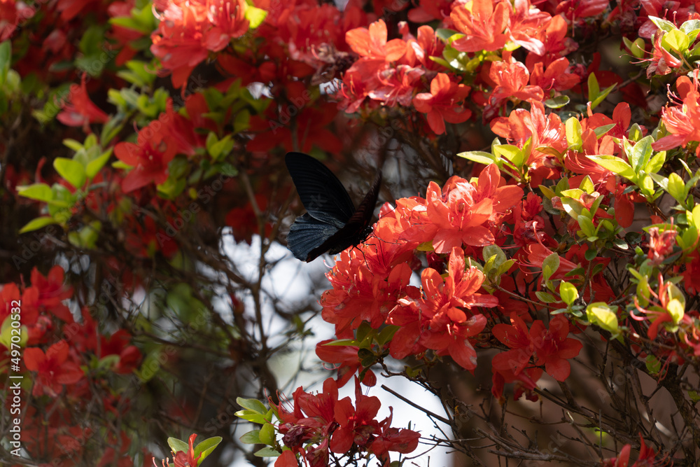 Spangle is sucking the nectar of azalea in JAPAN. Spangle is sucking the nectar of azalea in JAPAN.