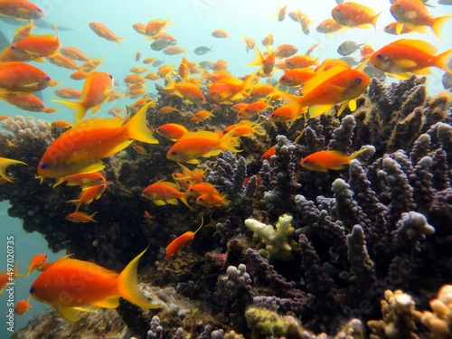 anthias orange fish of the red sea