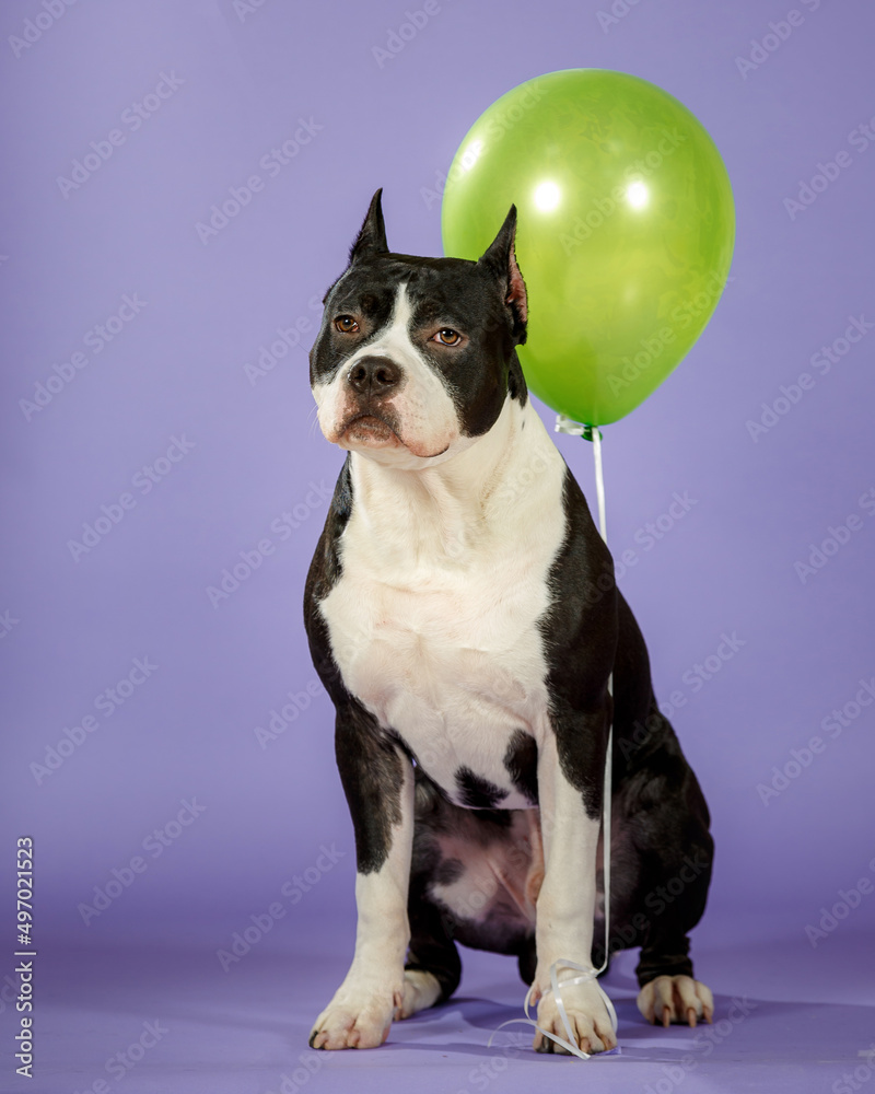 Young bicolor american staffordshire terrier on blue background