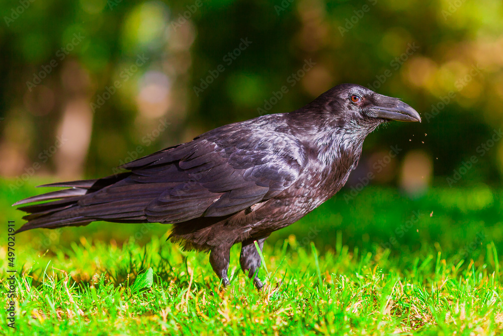 Fototapeta premium crow on the grass