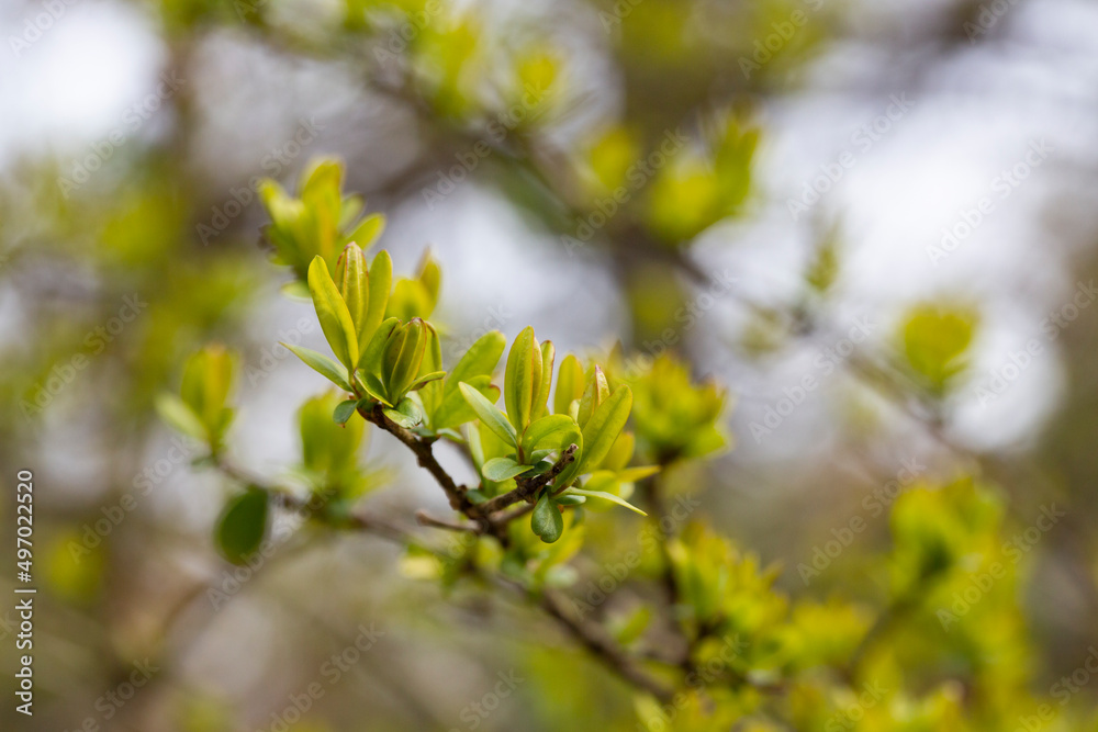 close-up Young, succulent leaves of boxwood, green defocus background. Evergreen Garden, selective focus close-up Young, succulent leaves of boxwood, green defocus background. Evergreen Garden, selective focus