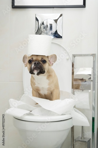Bulldog dog sits on the toilet in the toilet room and holds a roll of toilet paper on his head. The dog is sad.