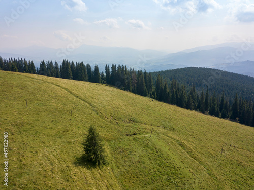 Green mountains of Ukrainian Carpathians in summer. Sunny day, rare clouds. Aerial drone view.