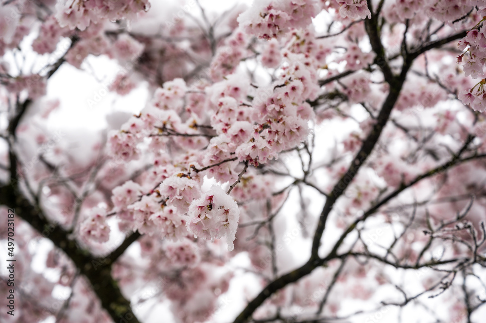 branch during cherry blossom in snow during an onset of winter