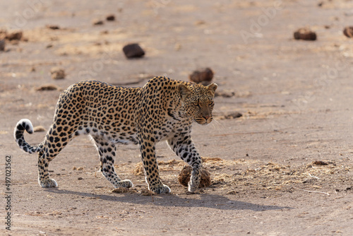 Leopard  Panthera Pardus  hunting  in a dry riverbed in Mashatu Game Reserve in the Tuli Block in Botswana 