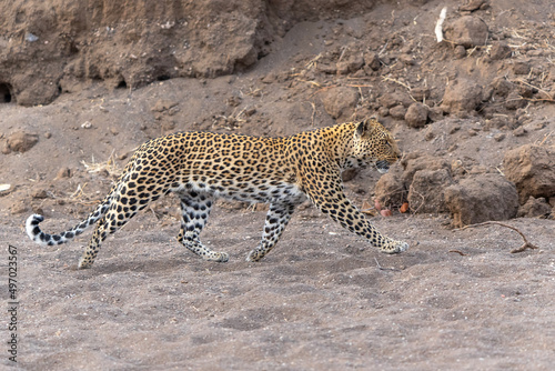 Leopard (Panthera Pardus) hunting in a dry riverbed in Mashatu Game Reserve in the Tuli Block in Botswana 
