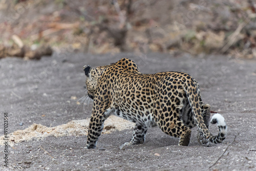 Leopard  Panthera Pardus  hunting  in a dry riverbed in Mashatu Game Reserve in the Tuli Block in Botswana 