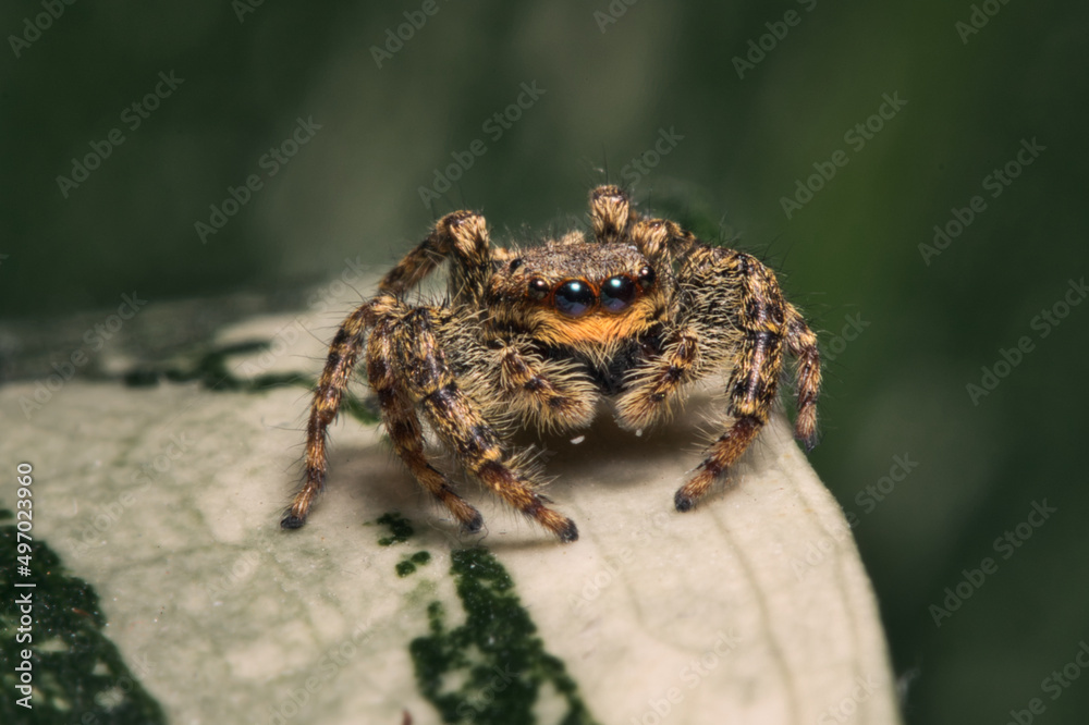 Jumping spider (Arthropoda) on monstera variegata
