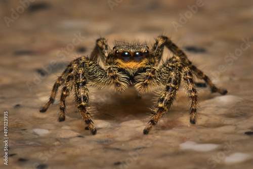 Wallpaper Mural Jumping spider (Arthropoda) Torontodigital.ca