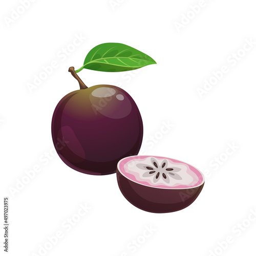 Star apple fruit whole and cut isolated exotic tropical food. Vector Chrysophyllum cainito or caimito, tar or purple star apple, golden leaf tree, abiaba, pomme de lait, estrella, milk fruit and aguay