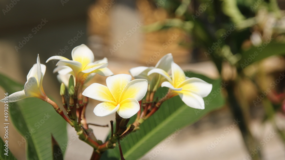 Fototapeta premium champa flower