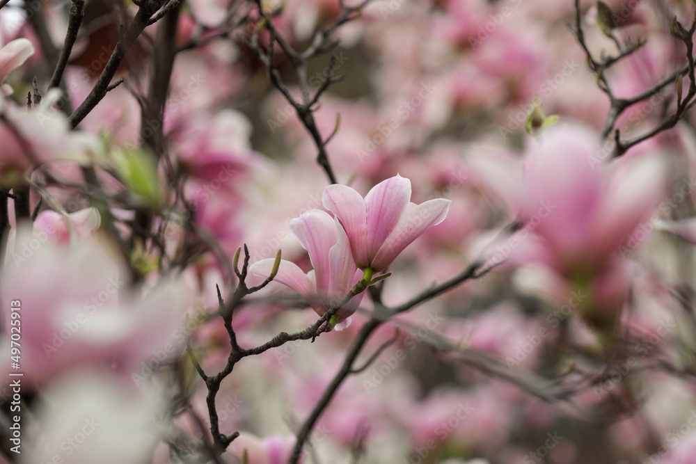 Shallow depth of field (selective focus) details with buds and flowers of a Magnolia tree in the spring.