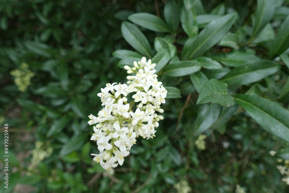 Close view of white flowers of wild privet in May