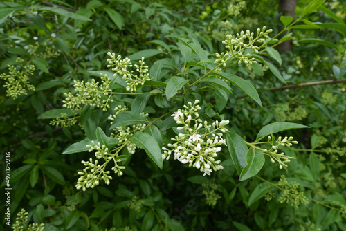 Beginning of florescence of wild privet in May