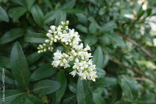 Close shot of panicle of white flowers of wild privet in May photo