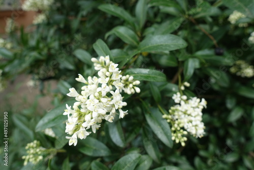 Closeup of white flowers of wild privet in May