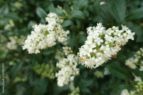 Cream white flowers of wild privet in May