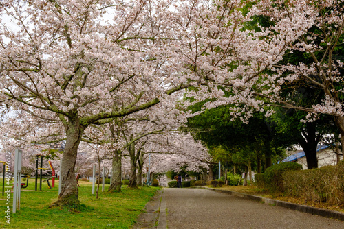blossom tree in the park © a.yorimichi