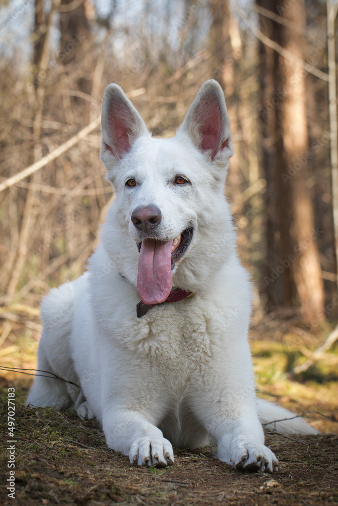 white shepherd portrait white shepherd portrait