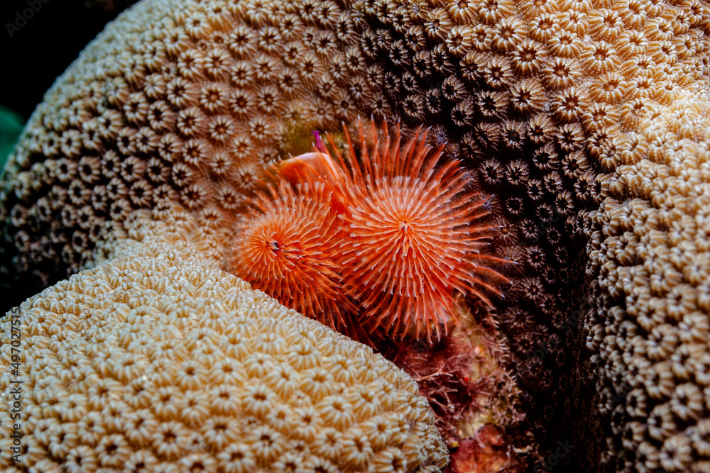 Fototapeta premium Roter Weihnachtsbaumwurm auf Steinkoralle in der Karibik