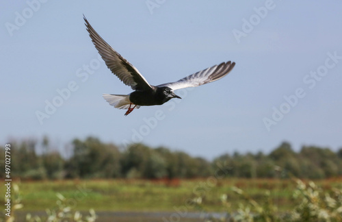 White-winged tern over the nest