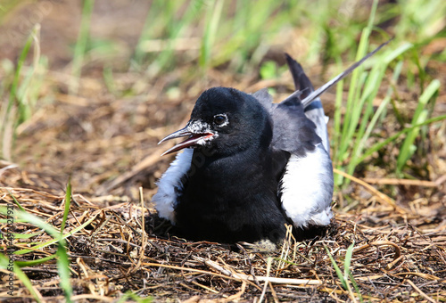 White-winged tern near the nest