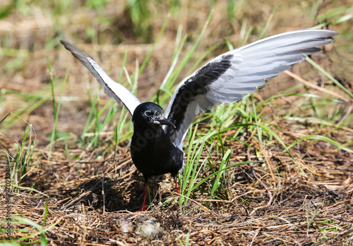 White-winged tern near the nest