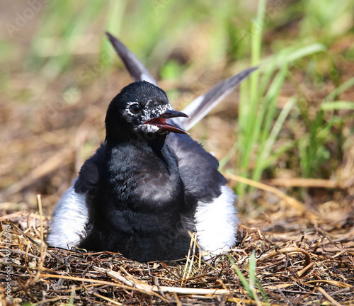 White-winged tern near the nest