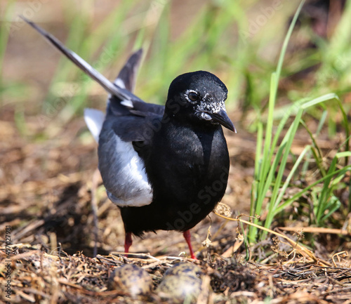 White-winged tern near the nest