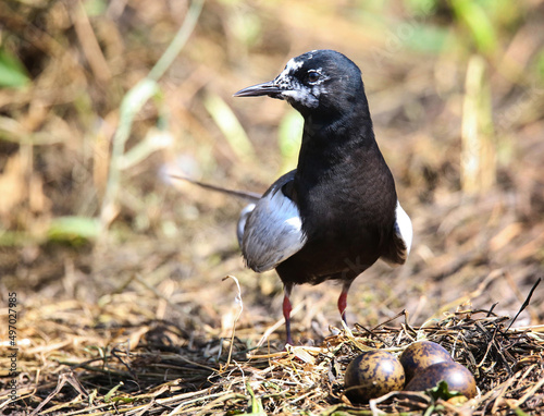 White-winged tern near the nest