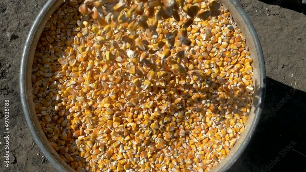 Corn seeds are spilled in granaries. Yellow grain harvest. Corn seeds are spilled in granaries. Yellow grain harvest.
