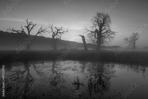 Trees against the background of a gentle fog. Black and white photography. © roobcio