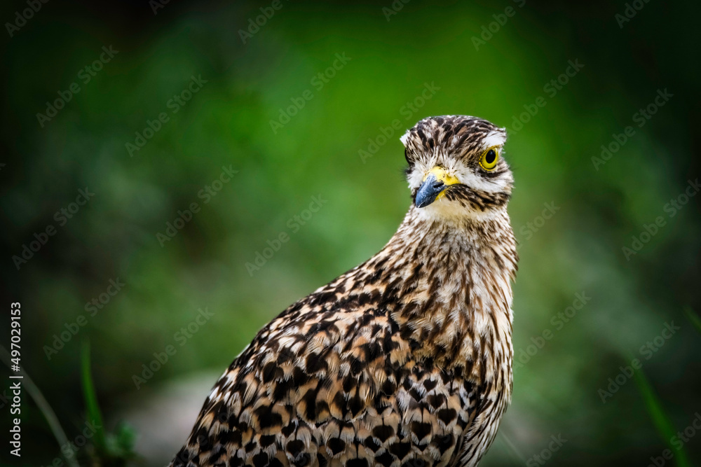 Fototapeta premium Dikkop