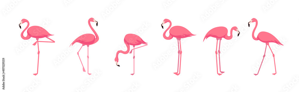 Fototapeta premium Set of lovely flamingos from different angles on white background. Vector beautiful characters flamingos in cartoon style.