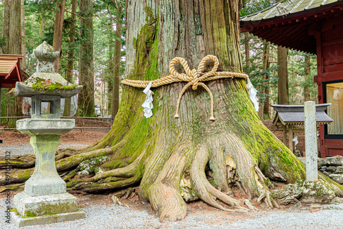 初春の北口本宮冨士浅間神社　御神木　山梨県富士吉田市　Kitaguchi Hongu Fuji Sengen Shrine in early spring. Yamanashi-ken Fujiyoshida city. photo