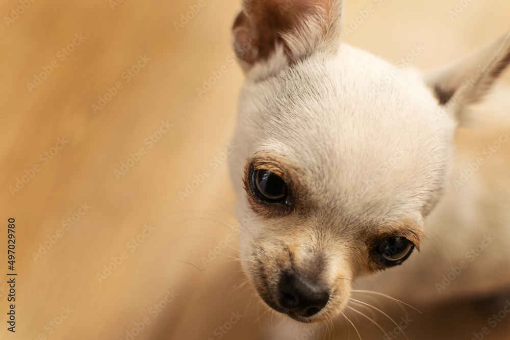 
Cute chihuahua seen up close with diffuse background isolated on beige.