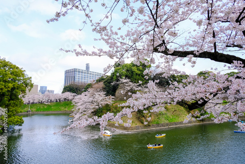 桜満開の千鳥ヶ淵に浮かぶ手こぎボート photo