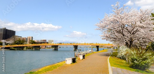 桜の咲く春の瀬田の唐橋、滋賀県大津市の春の風景