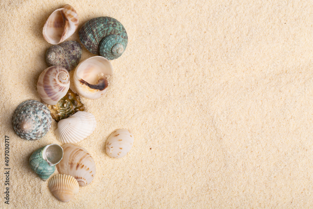 Sea shells on sand as seashore background with copy space. Sea shells on sand as seashore background with copy space.
