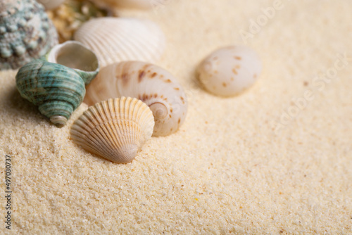 Sea shells on sand as seashore background with copy space.