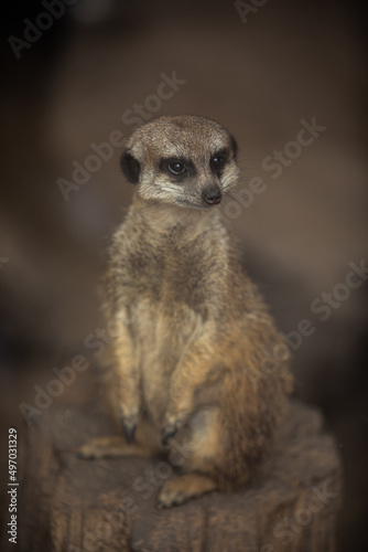 Close-up portrait of a meerkat. Suricata suricatta