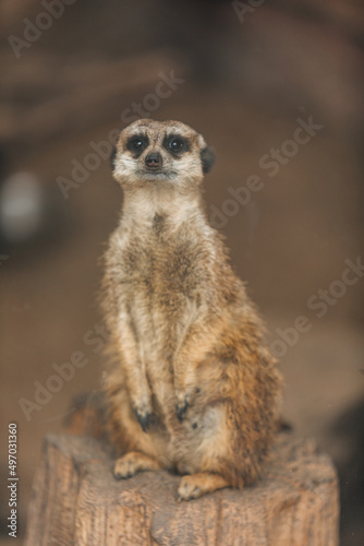 Close-up portrait of a meerkat. Suricata suricatta