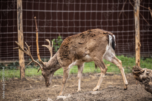 Fototapeta The chital, also known as spotted deer, chital deer, and axis deer, is a species of deer
