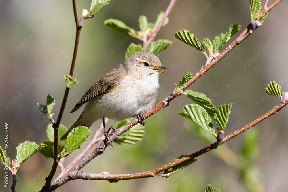 Common Chiffchaff Common Chiffchaff