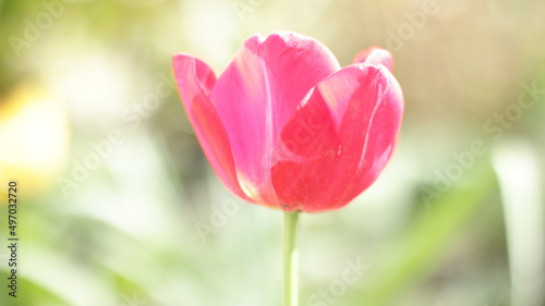Tulpe